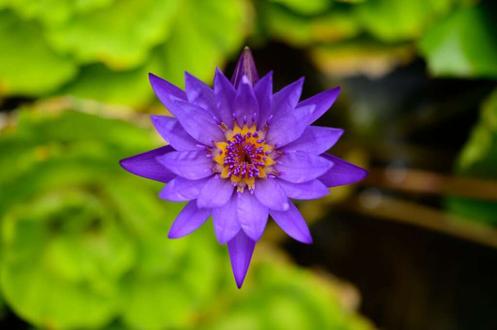 One purple lotus flower